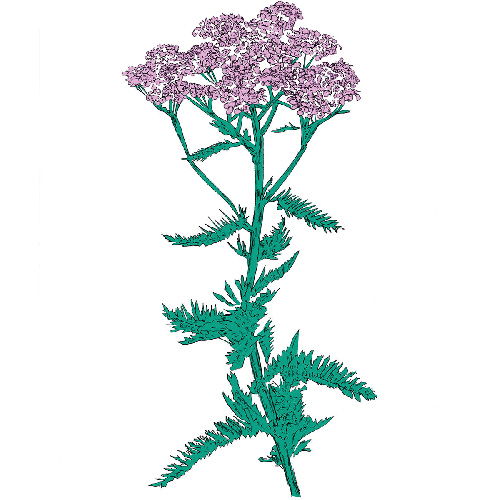 Music To Watch Seeds Grow By 009: (Yarrow)