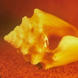 Allah Las - Sirenas Allah Las - Sirenas